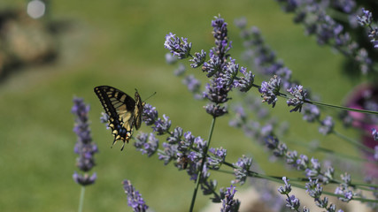 Papillon butinant une fleur de lavande dans un jardin
