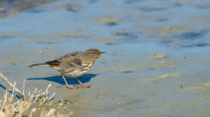 pipit des arbres