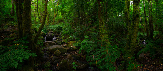 Green forest with creek