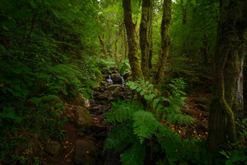 Green forest with creek