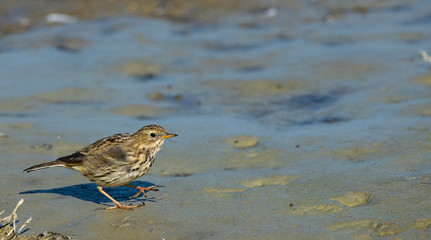 pipit des arbres