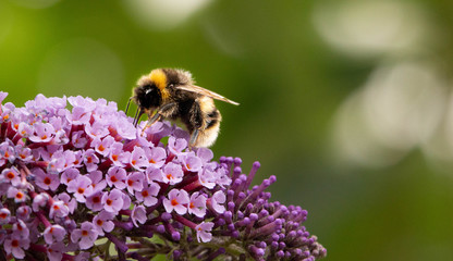 Bee collects nectar from purple buddleia