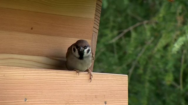 Ein Sperling l&auml;sst sich von einer Tannenmeise am Vogelhaus nicht st&ouml;ren (Atmo)
