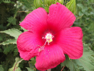red flower