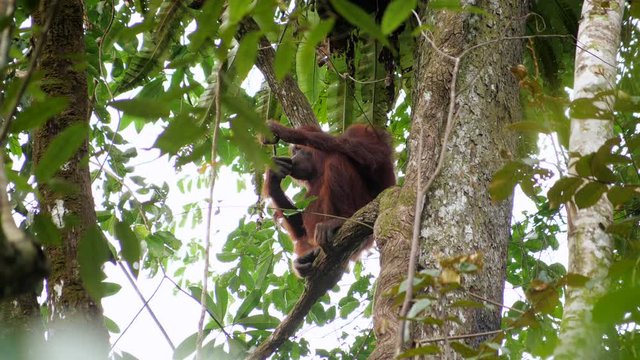 An adult female orang utan take break in a tree and look around her