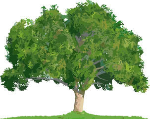 Decorative plant vectors ready to be used in your professional projects