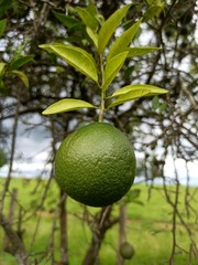 p&eacute; de lim&atilde;o