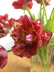 faded tulips in a glass flower vase on an office table against a white wall close up