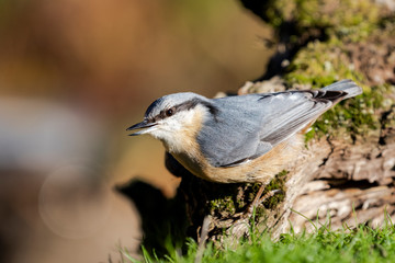 Sitta europaea (Eurasian nuthatch) perched on a mossy trunk.