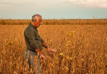 Naklejka na ściany i meble Portrait of senior farmer standing in soybean field examining crop at sunset.