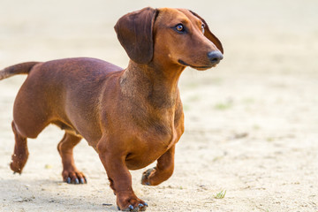 Dachshund, Dackel