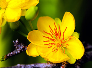 Detailed exotic macro closeup inflorescence of blooming yellow Apricot blooms , traditional flower of Lunar year.