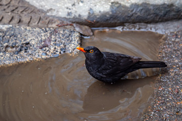 Blackbird taking a bath in the spring puddle and looks into the camera. Wildlife in the city concept.