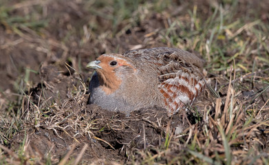 Grey Partridge in the Grass