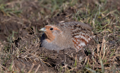 Grey Partridge on Moor