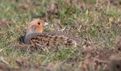 Grey Partridge in the Grass