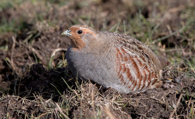Grey Partridge on Moor