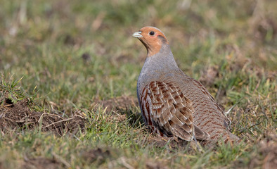 Grey Partridge in the Grass