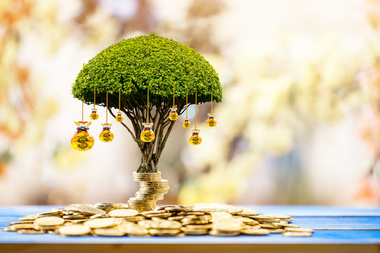 Stacking coins and golden money bag of tree with growing put on the wood on the morning sunlight in public park, Saving money and loan for business investment concept.
