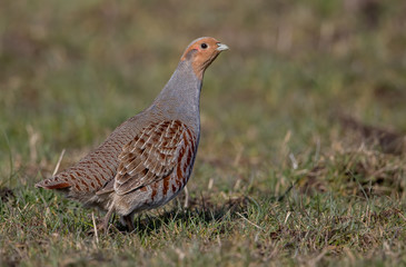 Grey Partridge on Moor