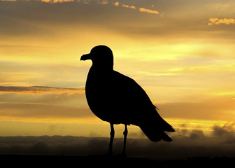 perfil de gaviota en el atardecer