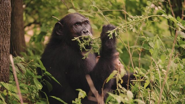 SLOW MOTION: Footage of a chimpanzee eating leaves from a branch.