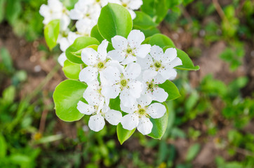 Pear tree blossom close-up. White pear flower on naturl background.