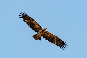 Imperial Eagle Aquila heliaca juvenile flying under blue sky. Majestic bird of prey in wildlife.