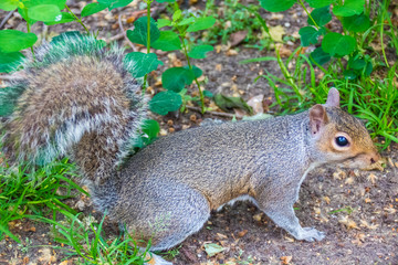 Écureuil gris