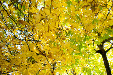 hojas de los arboles