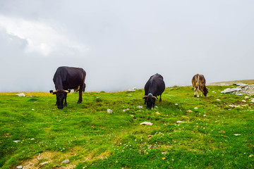 Cows grazing on the high plateau near Transalpina road. This is one of the most beautiful alpine routes in Romania and the highest mountain asphalt road in Romania and the Carpathians mountains.