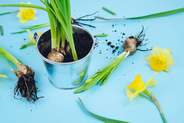 Spring bulbs on a blue background ready for transplanting. Gardening concept. Daffodils.