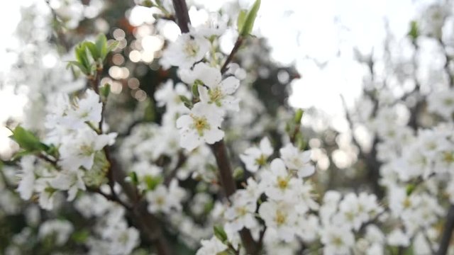 Focus Push and Close Up Of Flowers Blossoming In Spring