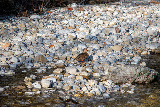 Female Mallard duck standing on stones