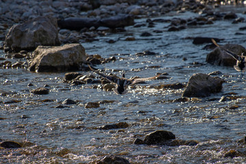 Duck flying over the flowing river