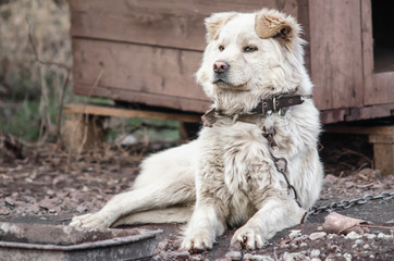 mongrel dog on a chain in a farm old style photo