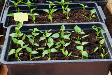Springtime seedling of pepper in a peat soil on a background of a window.