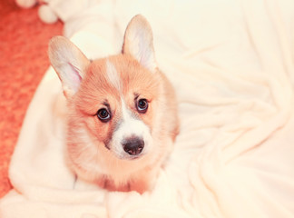 portrait top view of cute a red Corgi dog puppy sits on a white fluffy blanket and looks up pityingly