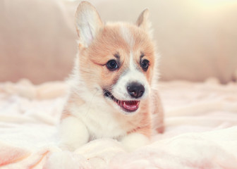 portrait of a cute dog puppy red Corgi lies on a white fluffy blanket and smiles cheerfully