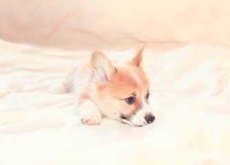 portrait of a cute dog puppy the red Corgi is lying on a white fluffy blanket