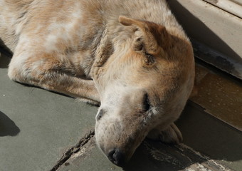 White and Brown Homeless stray dog is sleeping in warm sunlight on the warm cement floor outside a closed shop. An abandoned snoozing street dog.