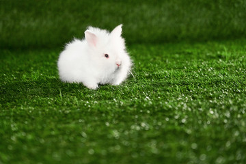 Small fluffy white rabbit sits on green Mat made artificial grass. Copy space.