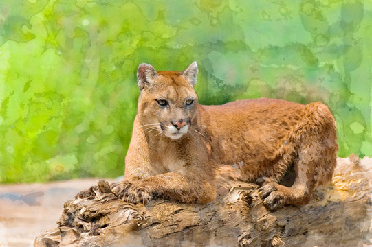 Cougar lying on logs,watercolor digital painting