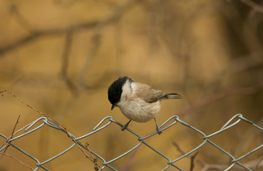 small tit bird on the fence. Europe wildlife