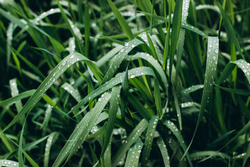 Obraz premium Background dew drops on bright green grass after rain.