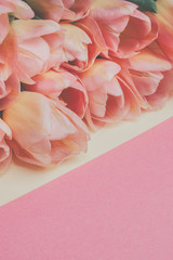 pastel color tulips on pink background