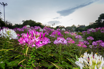 Obraz premium Beautiful flower and sunlight in park