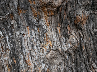 Old Tree Bark Texture