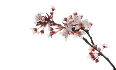 Blooming spring flowers isolated on white background, with clipping path
