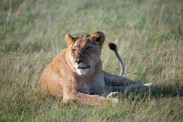 Lioness bothered by flies as she is lying down